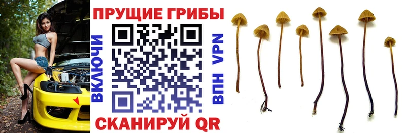купить наркотики сайты  Красноармейск  Псилоцибиновые грибы прущие грибы 